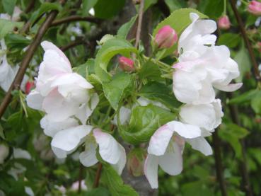 Rosa Blütenknospen am Zierapfel Red Jade