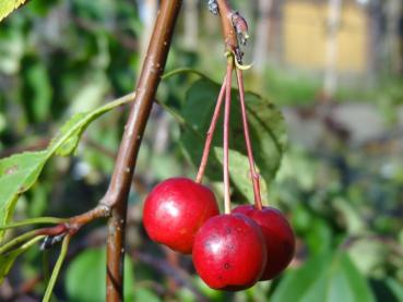 Früchte vom Trauer-Zierapfel Red Jade