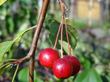 Rote Früchte vom Trauer-Zierapfel Red Jade