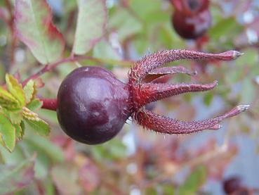 Frucht der Rose Red Nelly