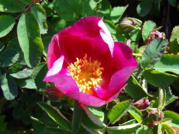 Die Rose Red Nelly mir Blüten und Knospen