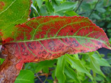 Liquidambar styraciflua Slender Silhouette, Herbstfärbung