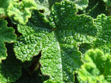 Zierbrombeere Emerald Carpet - Rubus pentalobus Emerald Carpet