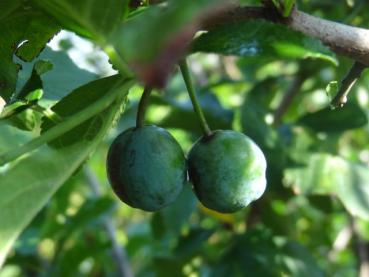 Prunus domestica ssp. prisca - Zibarte