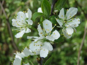 Blüte der Zibarte