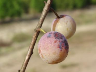 Reife Früchte der Prunus domestica ssp. prisca