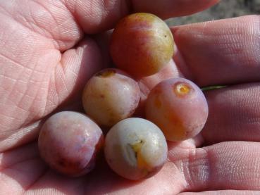Die Früchte der Prunus domestica ssp. prisca eigenen sich zum Schnapsbrennen