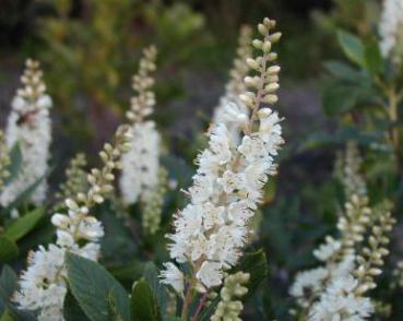 Clethra alnifolia - Konvaljbuske