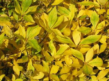 Goldgelbes Herbstlaub bei Clethra alnifolia