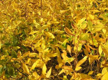 Die Zimterle im gelben Herbstkleid