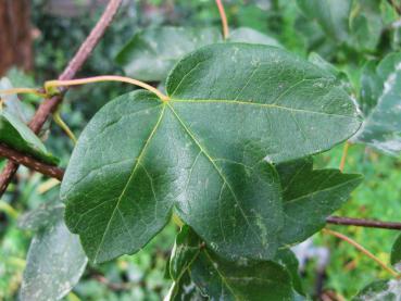 Dreilappiges Blatt des Französischen Ahorns