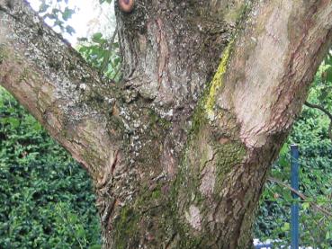 Acer monspessulanum - Rinde