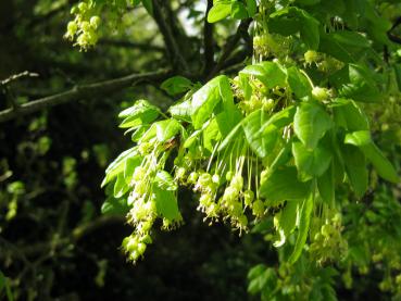 Französischer Ahorn - gelbe Blüten