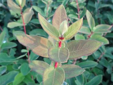 Lonicera caerulea var. kamtschatica Wojtek - Blaue Heckenkirsche Wojtek