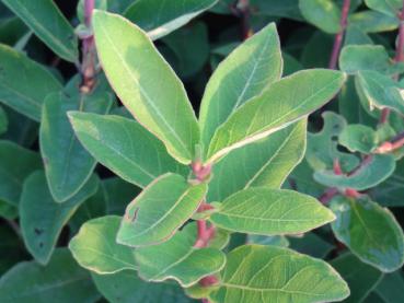 Lonicera caerulea Wojtek im Sommerlaub