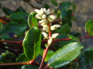 Alpine Kriechweide - Salix arctophila