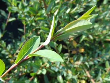 Schönes Sommerlaub von Salix caesia