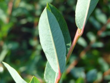Blattunterseite von Salix caesia