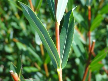 Typisch ist das scheinbar gegenständig stehende Laub von Salix purpurea Green Dicks