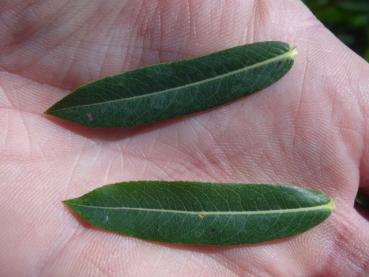 Typisches Sommerlaub von Salix purpurea Green Dicks