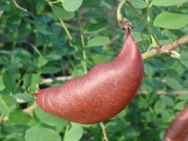 Blasig aufgetriebene Schote von Colutea arborescens