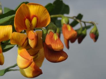 Bei den Colutea arborescens Sämlingen sind ab und zu auch orange Blüten vertreten