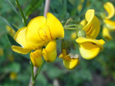 Blüte vom Blasenstrauch