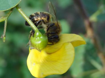 Colutea arborescens in später Blüte, Aufnahme aus Anfang Oktober