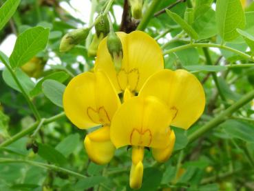 Blüte con Colutea arborescens mit schöner Zeichnung