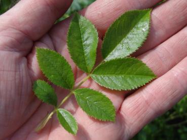 Rosa agrestis: Blattoberseite