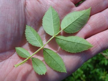 Rosa agrestis: Blattunterseite