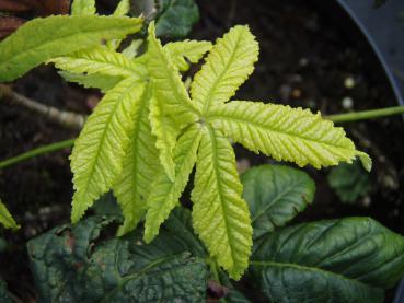 Aesculus neglecta Erythroblastos - Carolina-Rosskastanie