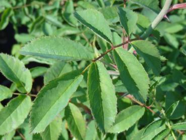 Rauhblättrige Rose - Rosa jundzillii