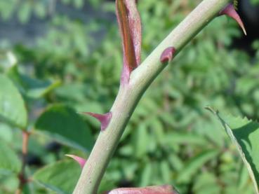 Typische Bedornung der Rauhblättrigen Rose