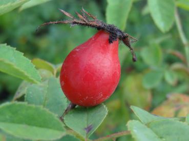 in kräftigem Rot stehen die Hagebutten der Rauhblättrigen Rose im Herbst am Zweig