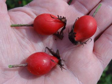Die Frucht der Rosa jundzillii: Hagebutten in kräftigem Rot