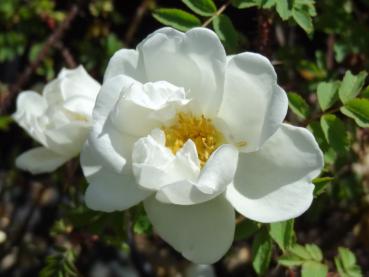 Weiße Blüte von Rosa pimpinellifolia Flora Plena