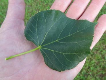 Tilia cordata Rancho - Winterlinde Rancho