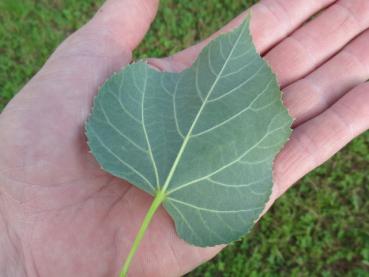 Blattunterseite von Tilia cordata Rancho