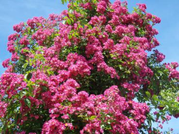 Die Ramblerrose Maria Lisa - üppiger rosa Blütenflor
