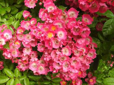 Zahlreiche rosa Blüten mit weißem Auge - die Kletterrose Maria Lisa