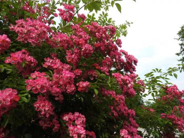 Leuchtende duftende Blüten der Ramblerrose Maria Lisa