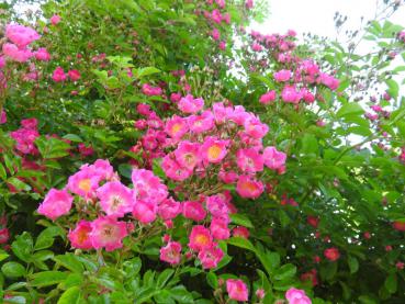 Rosa Blüten mit weißem Auge - die Kletterrose Maria Lisa