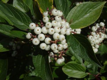 weißer Hartriegel - Cornus alba