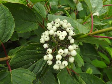 Ein schöner Kontrast: grüne Blätter und weiße Beeren des Weißen Hartriegels (Cornus alba)