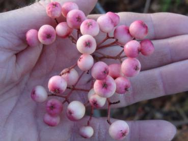 Sorbus arnoldiana Kirsten Pink