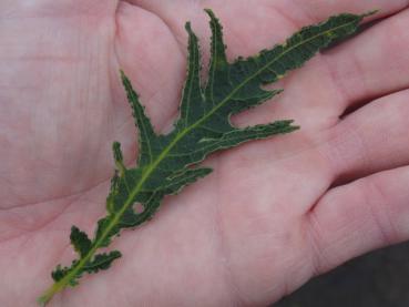 Geschlitztblättrige Stieleiche - Quercus robur Pectinata