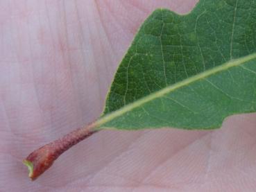 Blattstiel von Quercus macrocarpa