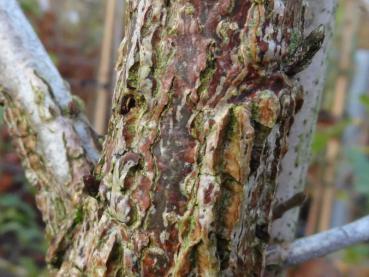 Rinde der Quercus macrocarpa an einem etwas stärkeren Trieb