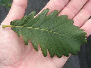 Persische Eiche - Quercus macranthera